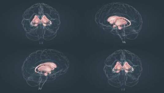 脑室系统和主基底节医学动画三维人体器官高清在线视频素材下载