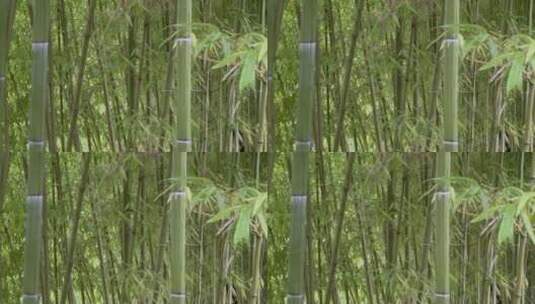 夏天公园竹林自然风光高清在线视频素材下载