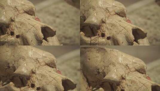 生物动物化石骨骼骨架头骨进化论高清在线视频素材下载
