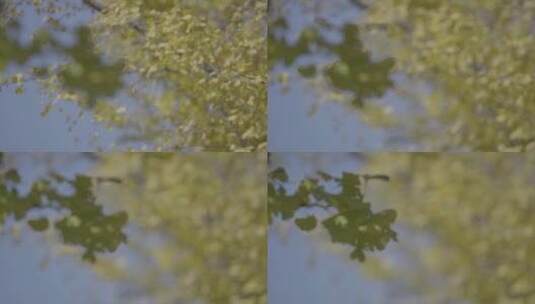 秋天银杏树 金黄树叶 银杏树叶 虚实组镜高清在线视频素材下载