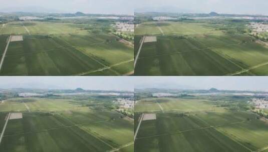 航拍俯拍农村田地成熟玉米地高清在线视频素材下载