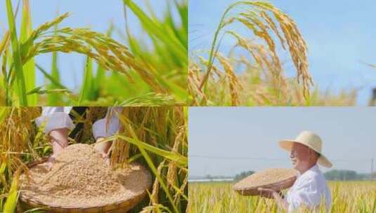 水稻丰收高清在线视频素材下载