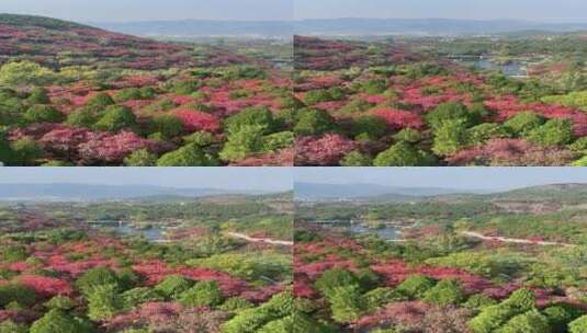 济南红叶谷景区，红叶满山迎来最佳观赏高清在线视频素材下载