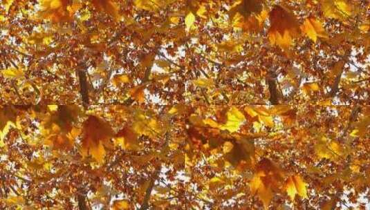 秋季 金色 梧桐树叶 果实 阳光高清在线视频素材下载