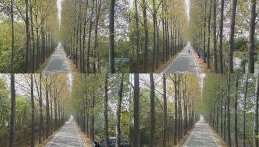 西安户县鄠邑秋天树林落叶氛围高清在线视频素材下载