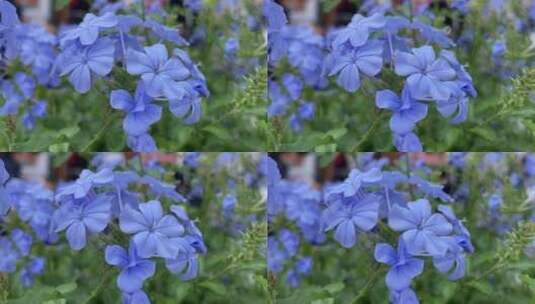 蓝色绣球花花朵高清在线视频素材下载