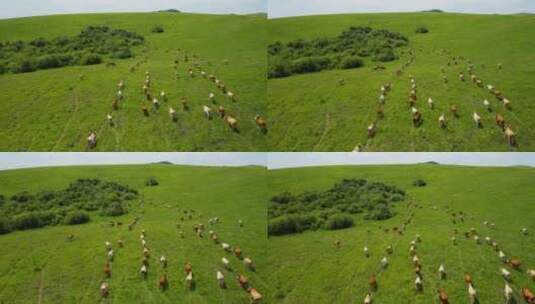 绿色的大草原高清在线视频素材下载