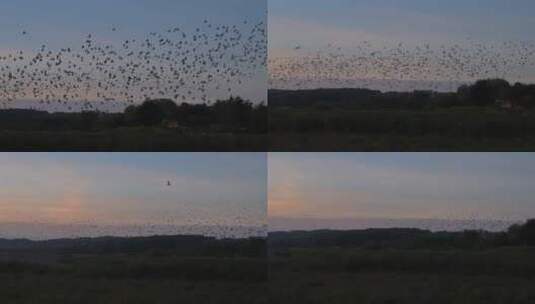 黄昏候鸟迁徙高清在线视频素材下载