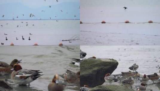深圳湾海边各种鸟类视频高清在线视频素材下载