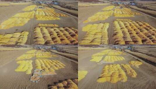 东北秋天铺满玉米的大地和村庄高清在线视频素材下载