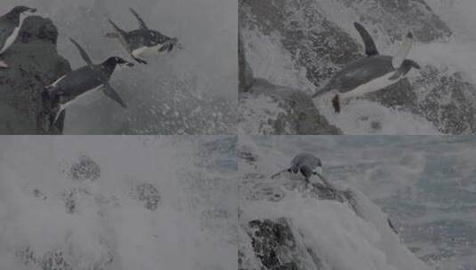 跳海的企鹅高清在线视频素材下载