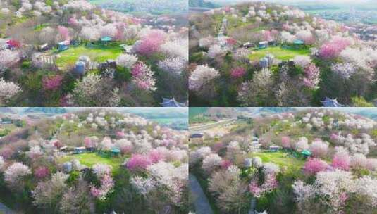 杭州樱花园春天漫山遍野樱花航拍高清在线视频素材下载
