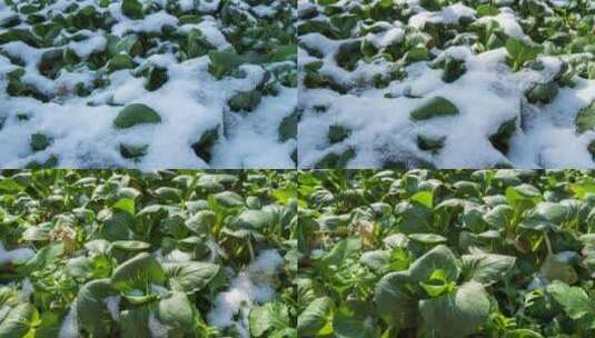 冰雪融化植物苏醒延时4K实拍空镜高清在线视频素材下载