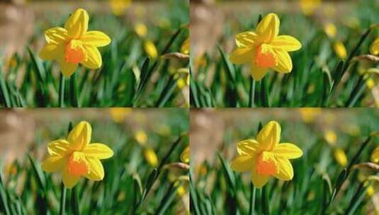 春天微风 美丽的花朵鲜花 特写镜头高清在线视频素材下载