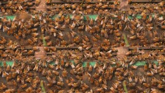 特写慢镜头春天的蜜蜂密密麻麻爬满蜂箱高清在线视频素材下载