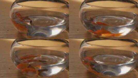 【4k50帧】金鱼缸游动的金鱼情绪片感伤高清在线视频素材下载