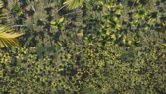 俯瞰槟榔树林高清在线视频素材下载