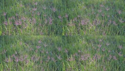 4k高清相机摄·春天风吹小草高清在线视频素材下载