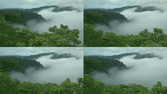 天然森林里山间云雾美好自然生态高清在线视频素材下载