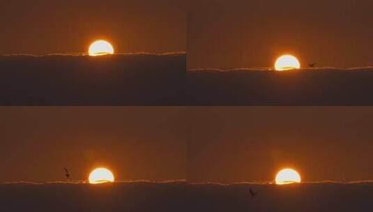 黄昏夕阳飞过的鸟高清在线视频素材下载