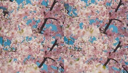 春天桃花在阳光下绽放盛开高清在线视频素材下载