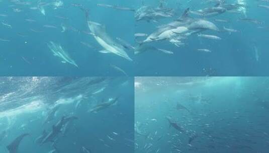 海豚 海豚捕鱼 海洋生物 一群海豚高清在线视频素材下载