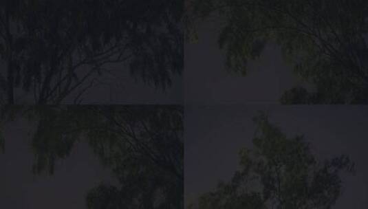 夜间树木树枝摆动枝叶风吹高清在线视频素材下载
