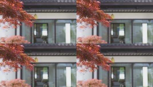 红色枫树叶和中式庭院别墅建筑高清在线视频素材下载
