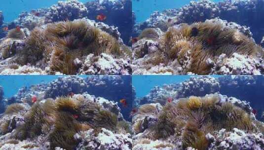 海底珊瑚潜水世界高清在线视频素材下载
