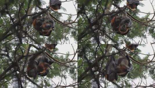 两只果蝠互相梳理和清洁，倒挂在树枝上，白天高清在线视频素材下载