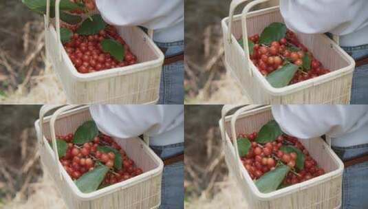 妇女拿着竹篮摘樱桃高清在线视频素材下载