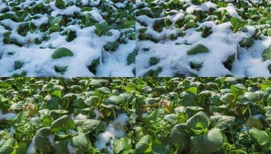 冬天雪后晴天冰雪融化初春植物苏醒高清在线视频素材下载