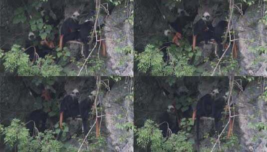 Z 4K 广西桂西白头叶猴和幼猴3高清在线视频素材下载