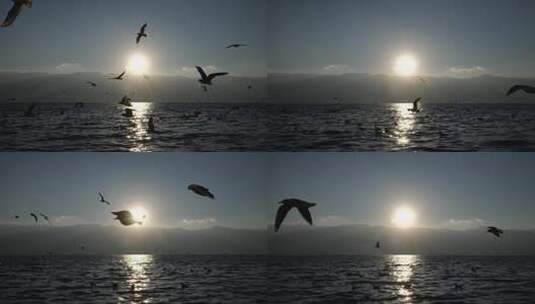 海鸥飞翔高清在线视频素材下载