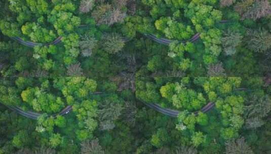 汽车行驶在绿色森林公路上林间小路S形公路高清在线视频素材下载