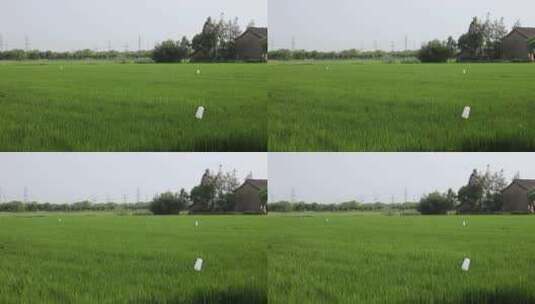 蓝天白云下大面积绿色的稻田高清高清在线视频素材下载