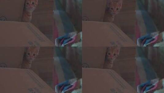 一只橘黄色的小猫高清在线视频素材下载
