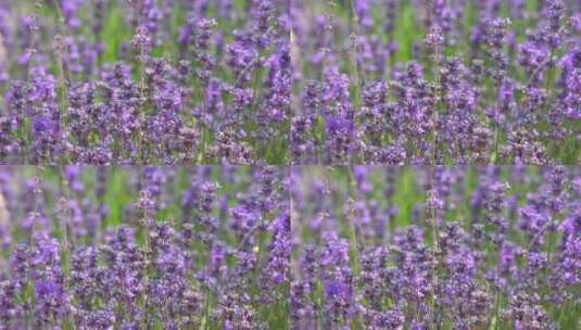 盛开的薰衣草特写 蜜蜂在花间采蜜新疆伊犁高清在线视频素材下载