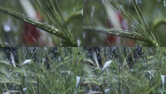 雨天中的麦穗高清在线视频素材下载