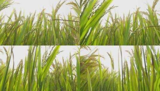 稻田里的稻穗高清在线视频素材下载