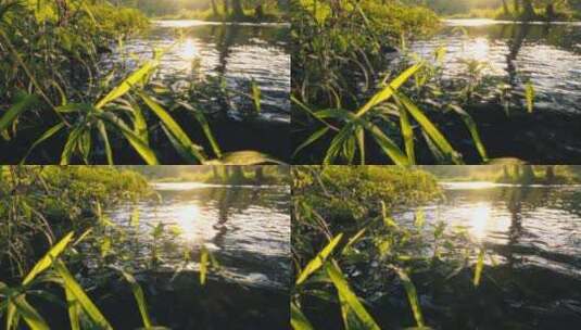 4K拍摄日落时分溪水流动的山间树林高清在线视频素材下载