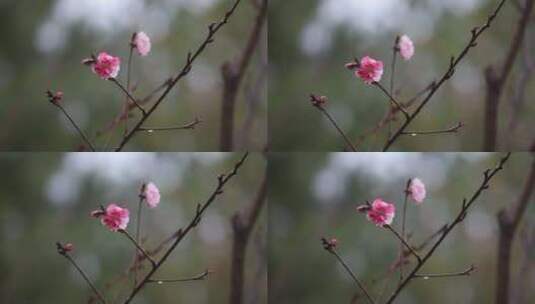 雨中桃花高清在线视频素材下载