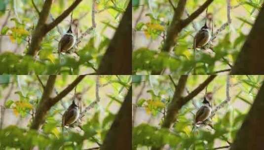 树林中的小鸟特写高清在线视频素材下载