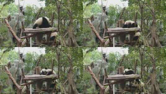 可爱温馨的大熊猫家庭小宝宝找妈妈玩耍撒娇高清在线视频素材下载