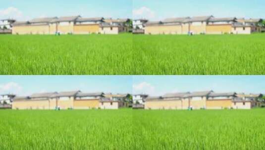 中国大理喜洲古镇 绿色稻田高清在线视频素材下载