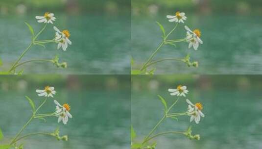 河畔小野花自然空镜高清在线视频素材下载