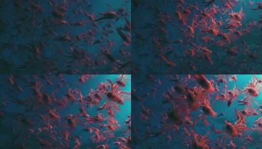 水底拍摄小龙虾高清在线视频素材下载
