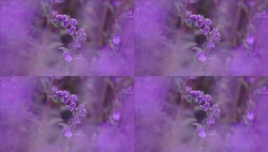 紫色的薰衣草高清在线视频素材下载