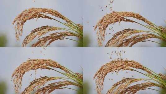 稻子 稻穗高清在线视频素材下载