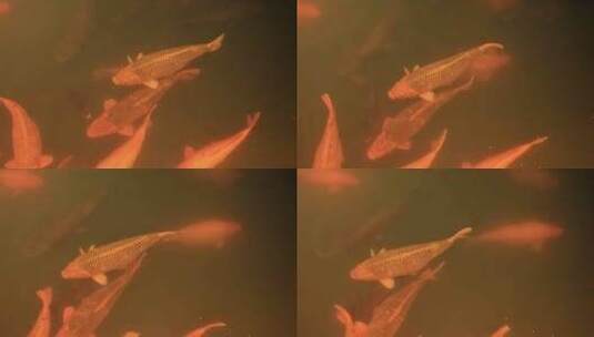 观赏鱼大型锦鲤4k升格慢镜头高清在线视频素材下载